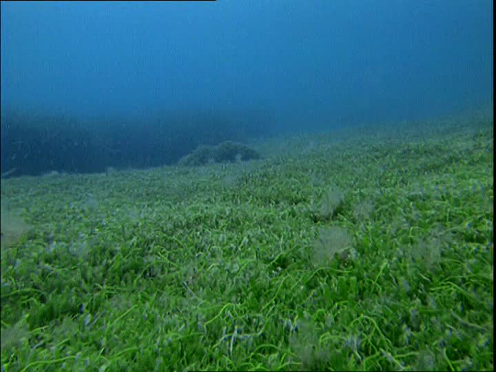 Caulerpa taxifolia Med Sea